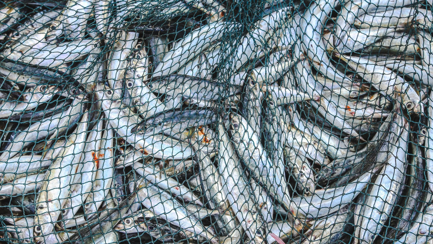 U.S. Moves to Ease Commercial Fishing Rules, With Potential Implications for North Atlantic Fisheries